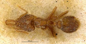 Media type: image;   Entomology 21102 Aspect: habitus dorsal view